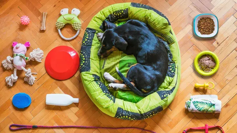 Dog surrounded by pet supplies like toys, food, and a bed — ideal for pet store return policy guidance.